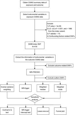 Whole-body water mass and kidney function: a Mendelian randomization study